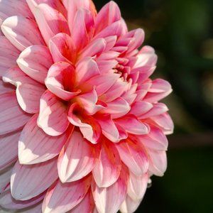 Meet your Posher, Dominique